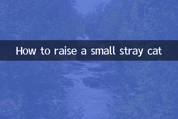 কিভাবে একটি ছোট বিপথগামী বিড়াল বাড়াতে