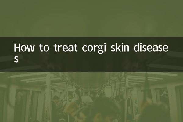 코기 피부병 치료 방법