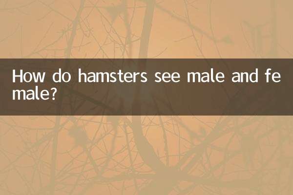 Wie sehen Hamster Männchen und Weibchen?