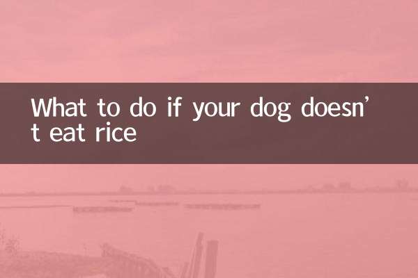 Was tun, wenn Ihr Hund keinen Reis frisst?