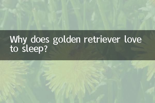 গোল্ডেন রিট্রিভার কেন ঘুমাতে ভালোবাসে?