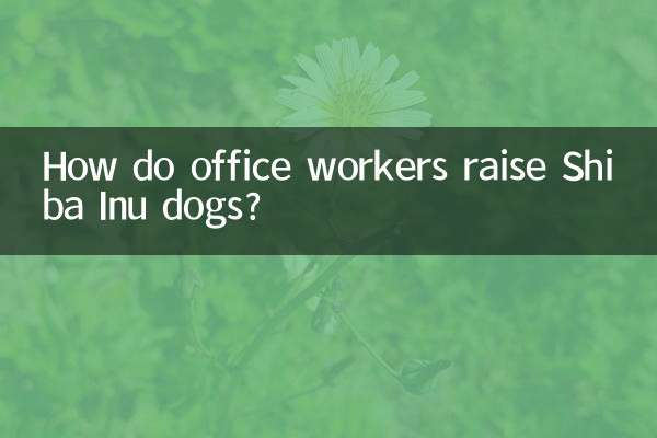 Wie erziehen Büroangestellte Shiba-Inu-Hunde?