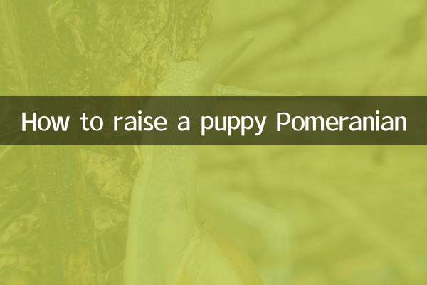 Cómo criar un cachorro Pomerania