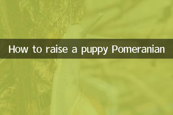 Cómo criar un cachorro Pomerania
