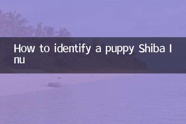 কিভাবে একটি কুকুরছানা শিবা ইনু সনাক্ত করা যায়