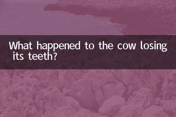 이빨 빠진 소에게 무슨 일이 있었던 걸까요?