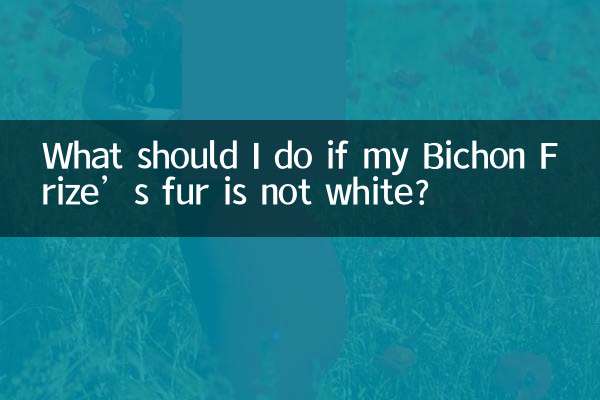 O que devo fazer se o pelo do meu Bichon Frise não for branco?