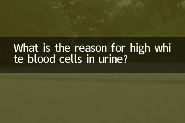 소변에서 백혈구 수치가 높아지는 이유는 무엇입니까?