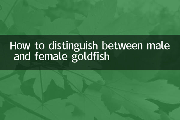 Wie man zwischen männlichem und weiblichen Goldfisch unterscheidet