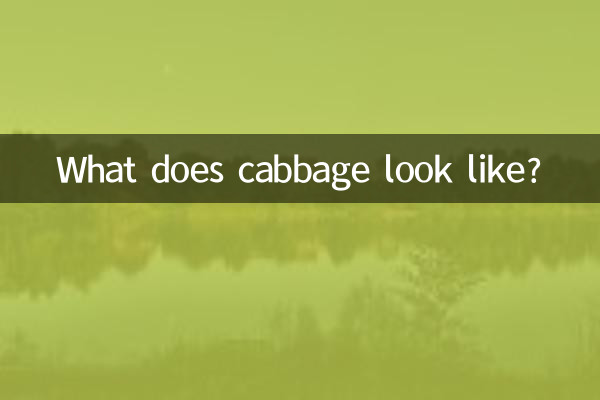 What does cabbage look like?