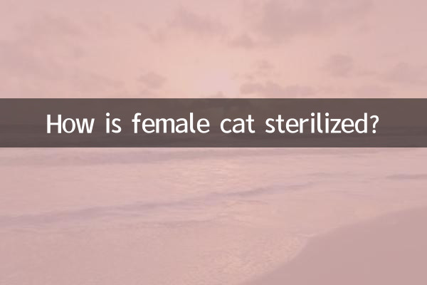 گربه ماده چگونه عقیم می شود؟