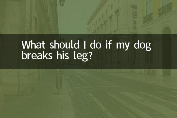 Что делать, если собака сломала ногу?