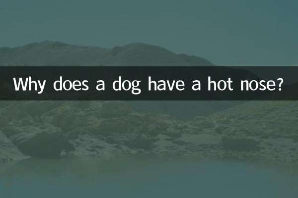 Por que um cachorro tem nariz quente?