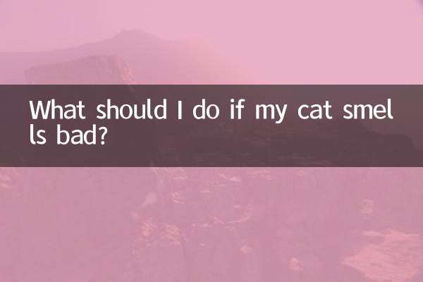 What should I do if my cat smells bad?