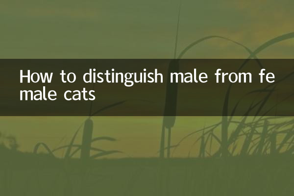 Comment distinguer les chats mâles des chats femelles