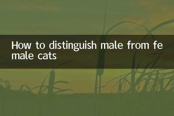 Wie man männliche von weiblichen Katzen unterscheidet