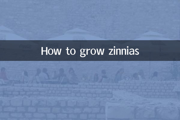 Cómo cultivar zinnias