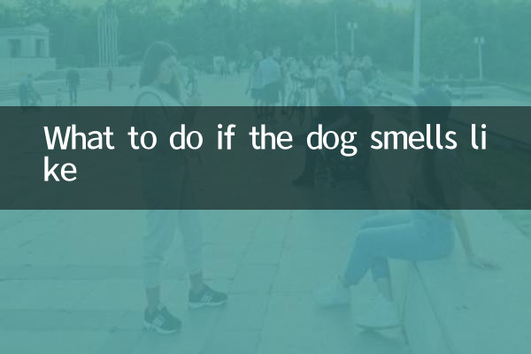 What to do if the dog smells like