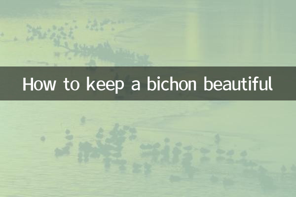 Como manter um bichon bonito