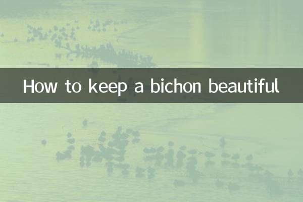 Como manter um bichon bonito