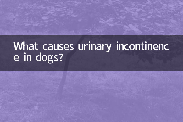 강아지 요실금의 원인은 무엇입니까?