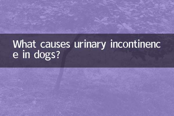 狗狗小便失禁是怎麼回事