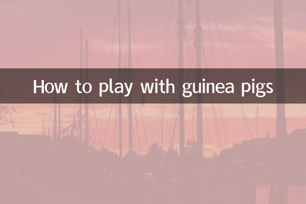 How to play with guinea pigs