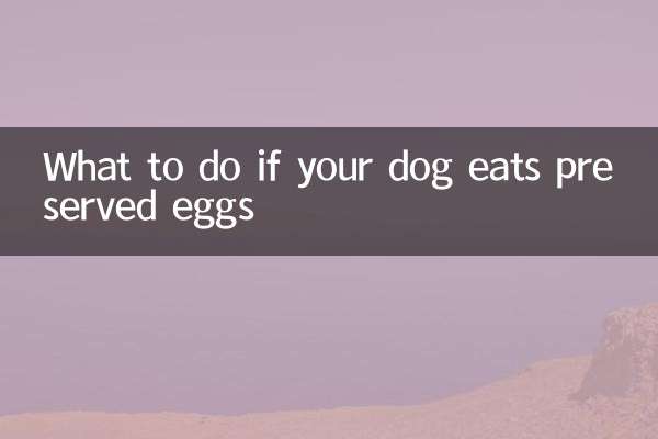 Que faire si votre chien mange des œufs en conserve