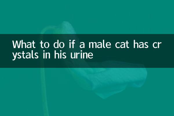 Qué hacer si un gato macho tiene cristales en la orina