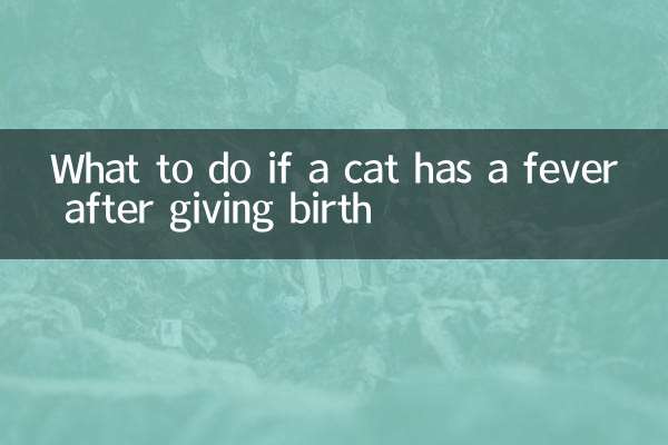 O que fazer se uma gata tiver febre após o parto