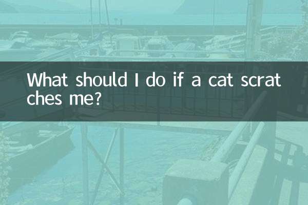 اگر بلی مجھے کھرچتی ہے تو مجھے کیا کرنا چاہئے؟