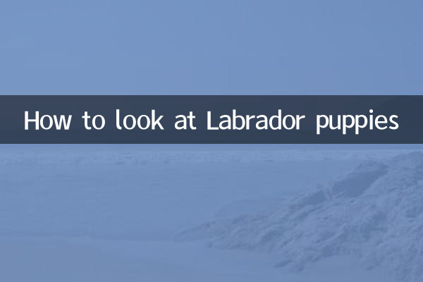 How to look at Labrador puppies