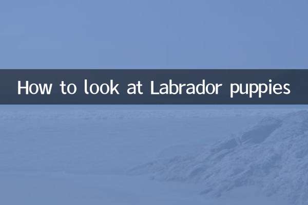 How to look at Labrador puppies