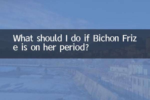 What should I do if Bichon Frize is on her period?