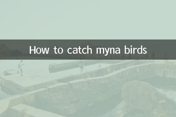 نحوه صید پرندگان مینا