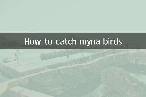 九官鳥の捕まえ方