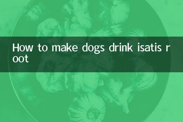 Wie man Hunde dazu bringt, Isatiswurzel zu trinken