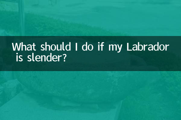 私のラブラドールが細い場合はどうすればよいですか?