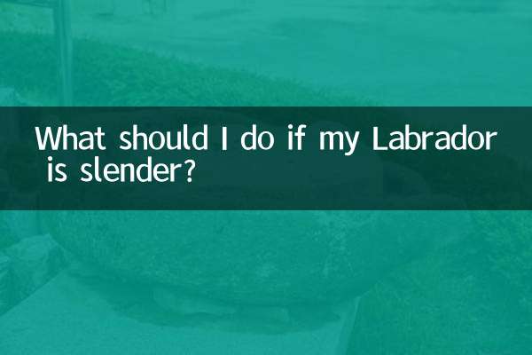 Was soll ich tun, wenn mein Labrador schlank ist?