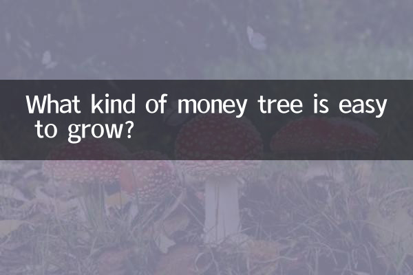 What kind of money tree is easy to grow?