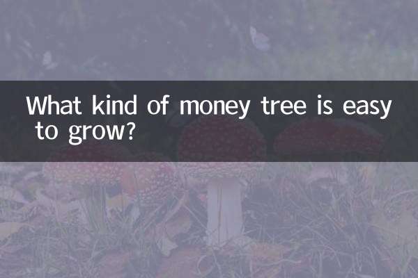 What kind of money tree is easy to grow?