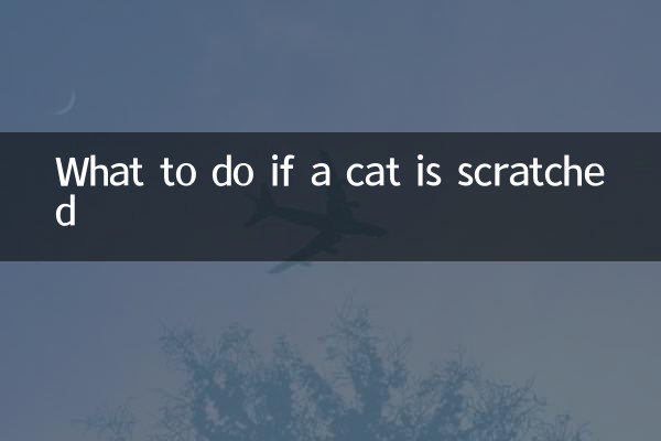 Qué hacer si arañan a un gato