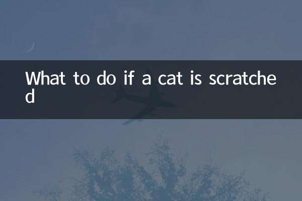 اگر گربه خراشیده شود چه باید کرد؟