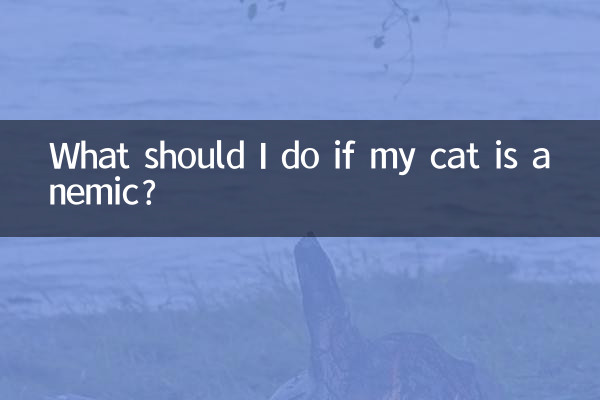貓貧血了怎麼辦