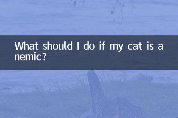 貓貧血了怎麼辦