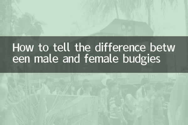 Comment faire la différence entre les perruches mâles et femelles