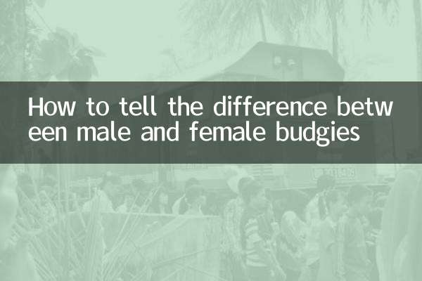 Comment faire la différence entre les perruches mâles et femelles