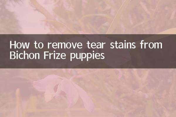 比熊幼犬淚痕怎麼去掉