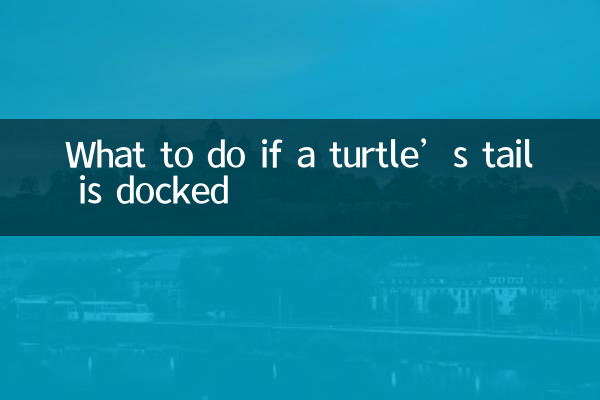 烏龜斷尾怎麼辦