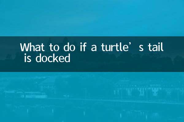 烏龜斷尾怎麼辦